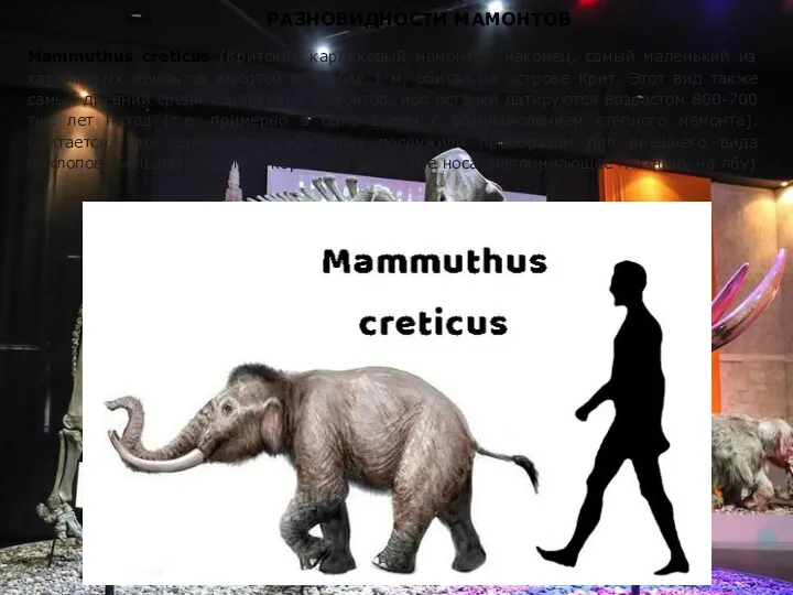 РАЗНОВИДНОСТИ МАМОНТОВ Mammuthus creticus (Критский карликовый мамонт) - наконец, самый