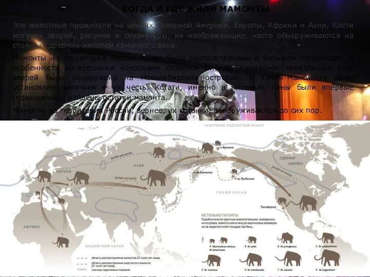 КОГДА И ГДЕ ЖИЛИ МАМОНТЫ Эти животные проживали на землях