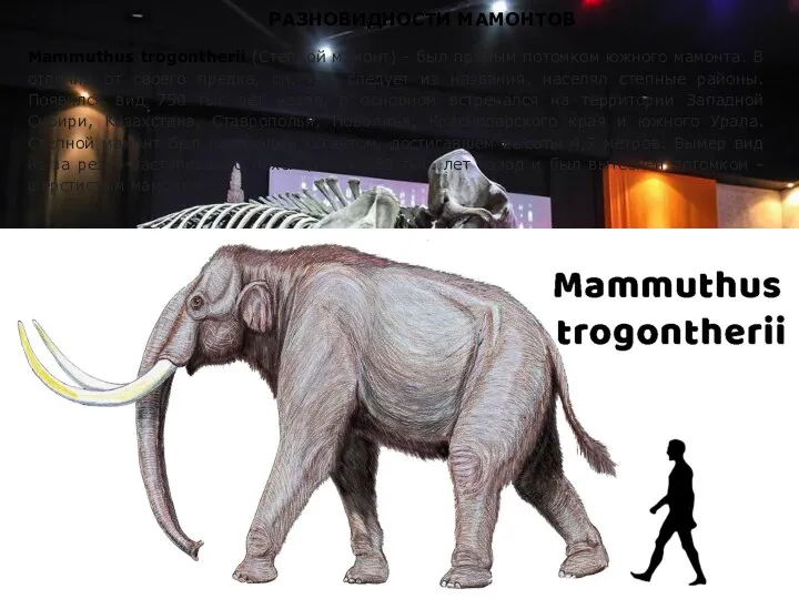 РАЗНОВИДНОСТИ МАМОНТОВ Mammuthus trogontherii (Степной мамонт) - был прямым потомком