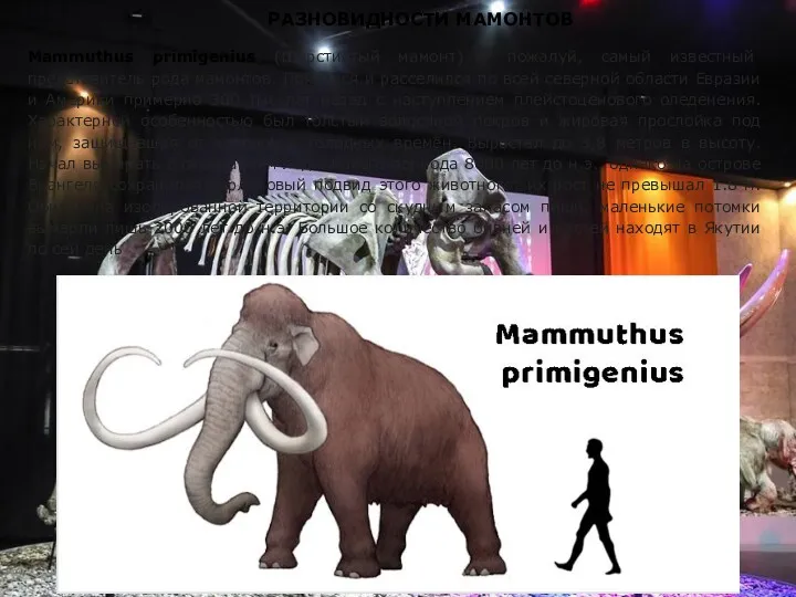 РАЗНОВИДНОСТИ МАМОНТОВ Mammuthus primigenius (Шерстистый мамонт) - пожалуй, самый известный