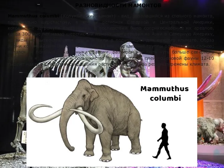 РАЗНОВИДНОСТИ МАМОНТОВ Mammuthus columbi (Колумбийский мамонт) - вид, развившийся из