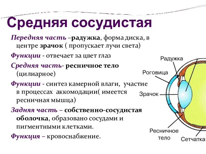 Средняя сосудистая Передняя часть –радужка, форма диска, в центре зрачок