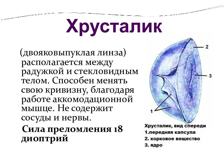 Хрусталик (двояковыпуклая линза) располагается между радужкой и стекловидным телом. Способен