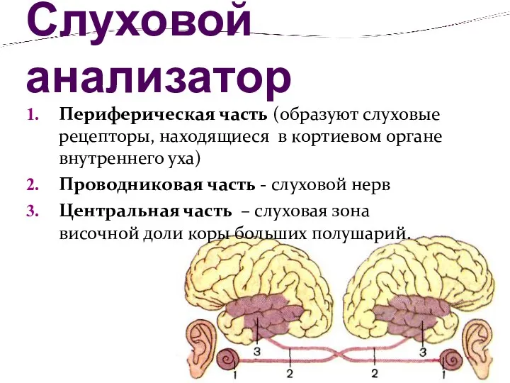 Слуховой анализатор Периферическая часть (образуют слуховые рецепторы, находящиеся в кортиевом