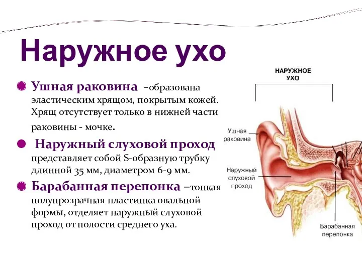 Наружное ухо Ушная раковина -образована эластическим хрящом, покрытым кожей. Хрящ