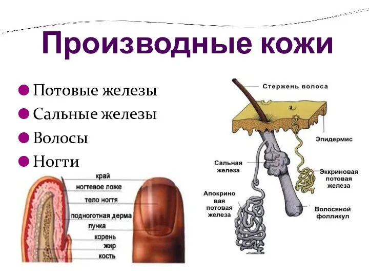 Производные кожи Потовые железы Сальные железы Волосы Ногти