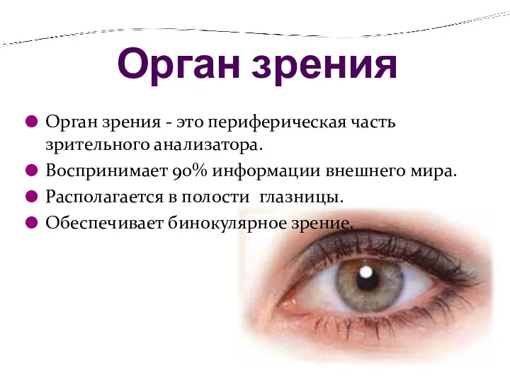 Орган зрения Орган зрения - это периферическая часть зрительного анализатора.