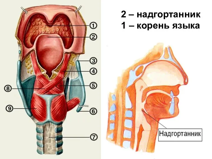 2 – надгортанник 1 – корень языка