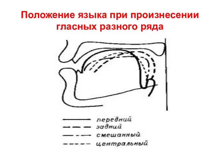 Положение языка при произнесении гласных разного ряда