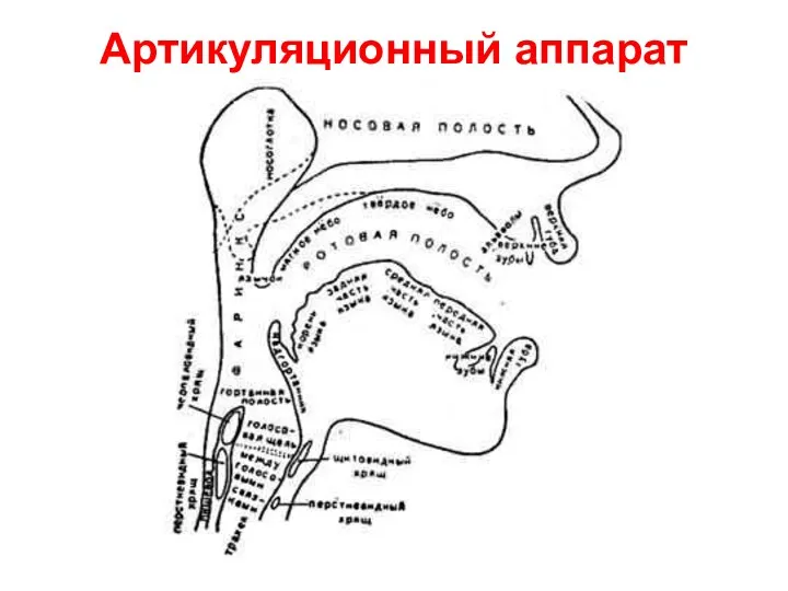 Артикуляционный аппарат