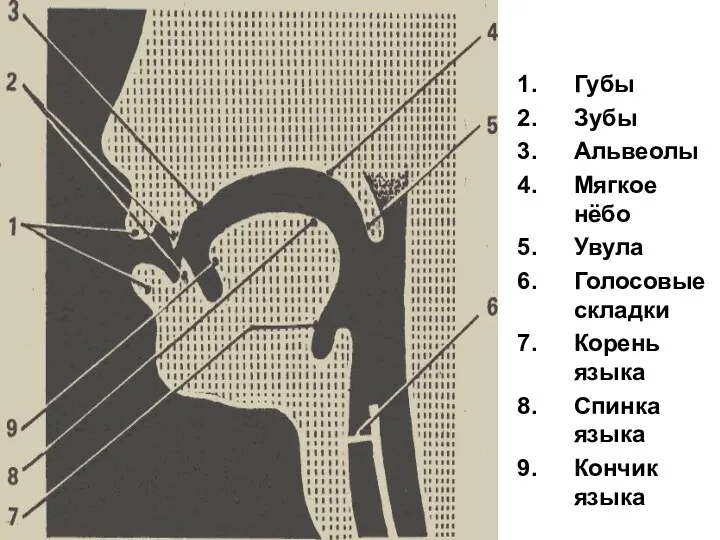 Губы Зубы Альвеолы Мягкое нёбо Увула Голосовые складки Корень языка Спинка языка Кончик языка