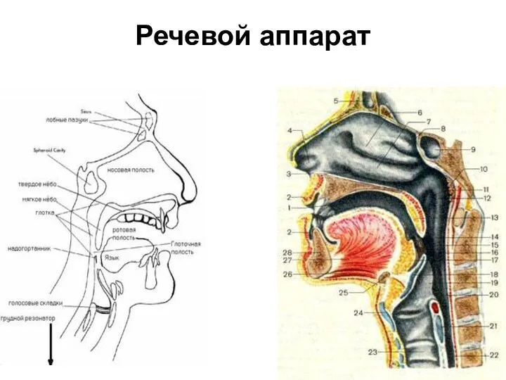 Речевой аппарат