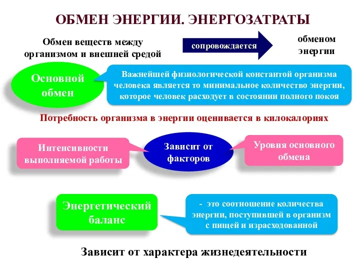 ОБМЕН ЭНЕРГИИ. ЭНЕРГОЗАТРАТЫ Обмен веществ между организмом и внешней средой