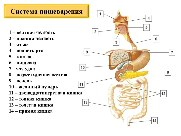 Система пищеварения 1 – верхняя челюсть 2 – нижняя челюсть