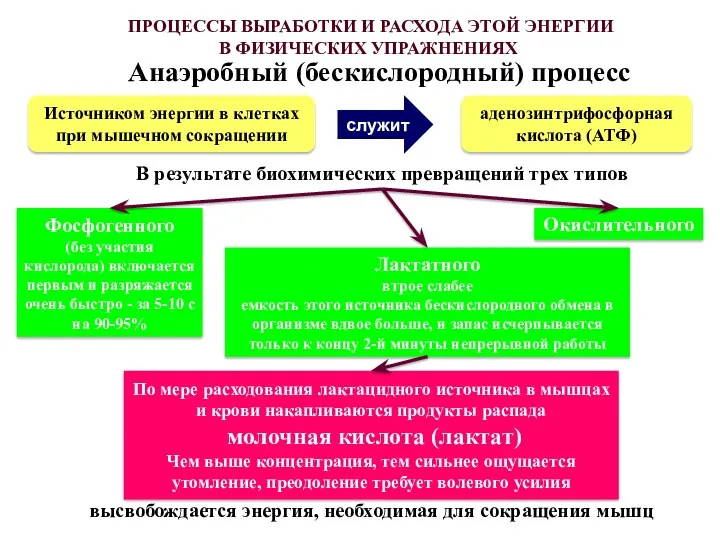 ПРОЦЕССЫ ВЫРАБОТКИ И РАСХОДА ЭТОЙ ЭНЕРГИИ В ФИЗИЧЕСКИХ УПРАЖНЕНИЯХ Анаэробный