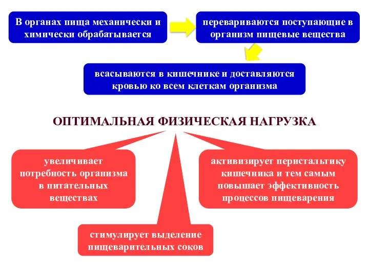 ОПТИМАЛЬНАЯ ФИЗИЧЕСКАЯ НАГРУЗКА В органах пища механически и химически обрабатывается