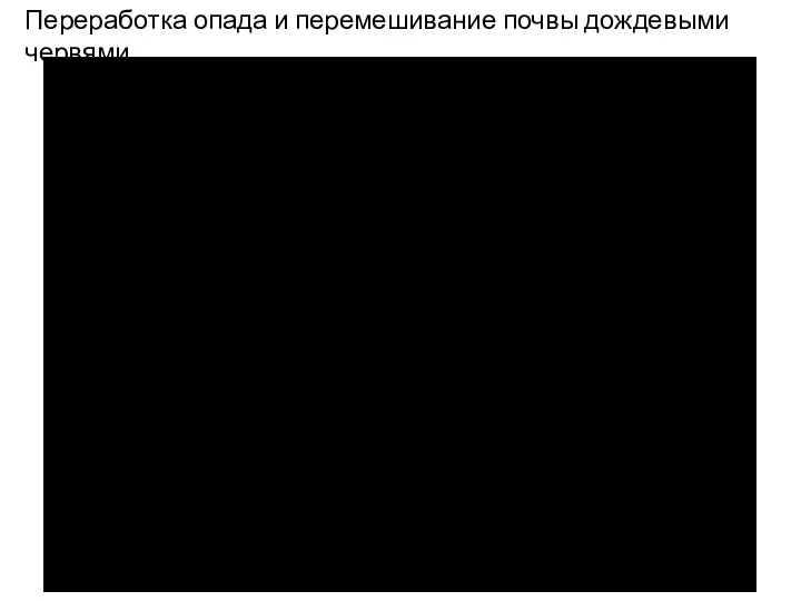 Переработка опада и перемешивание почвы дождевыми червями