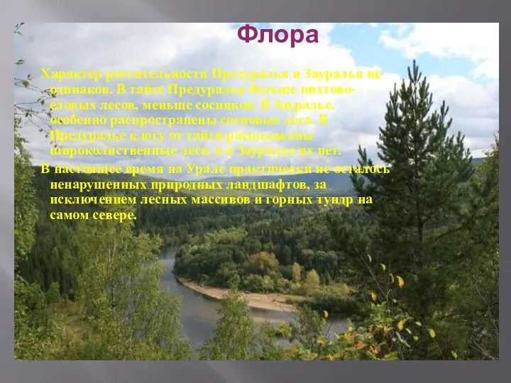 Флора Характер растительности Предуралья и Зауралья не одинаков. В тайге