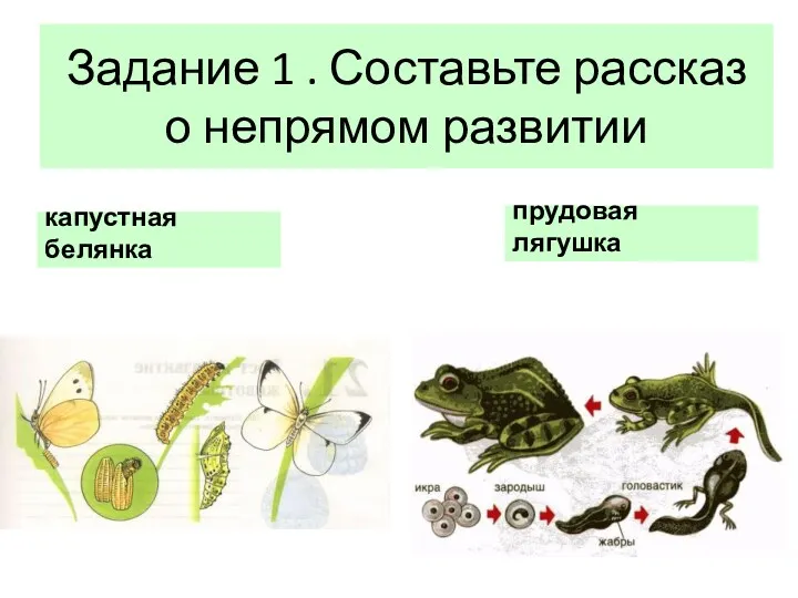 Задание 1 . Составьте рассказ о непрямом развитии капустная белянка прудовая лягушка