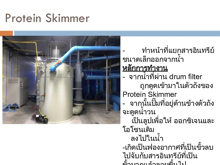 Protein Skimmer - ทำหน้าที่แยกสารอินทรีย์ขนาดเล็กออกจากน้ำ หลักการทำงาน - จากน้ำที่ผ่าน drum filter ถูกดูดเข้ามาในตัวถังของ Protein Skimmer -
