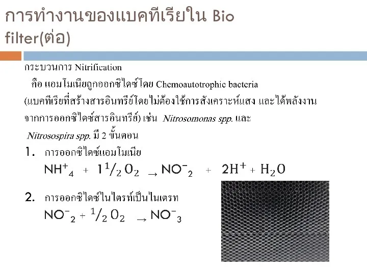 การทำงานของแบคทีเรียใน Bio filter(ต่อ)