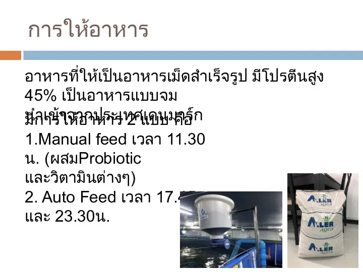 การให้อาหาร มีการให้อาหาร 2 แบบ คือ 1.Manual feed เวลา 11.30 น. (ผสมProbiotic และวิตามินต่างๆ) 2.