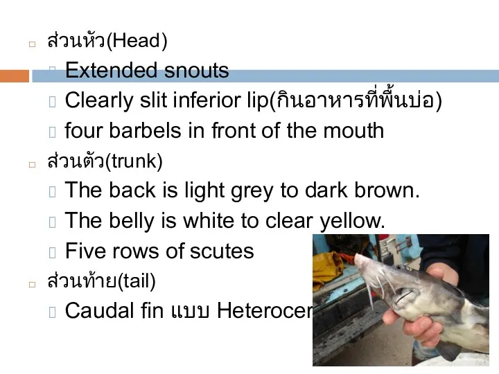 ส่วนหัว(Head) Extended snouts Clearly slit inferior lip(กินอาหารที่พื้นบ่อ) four barbels in front of the