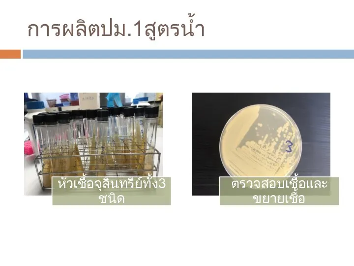 การผลิตปม.1สูตรน้ำ