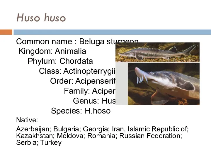 Huso huso Common name : Beluga sturgeon Kingdom: Animalia Phylum: