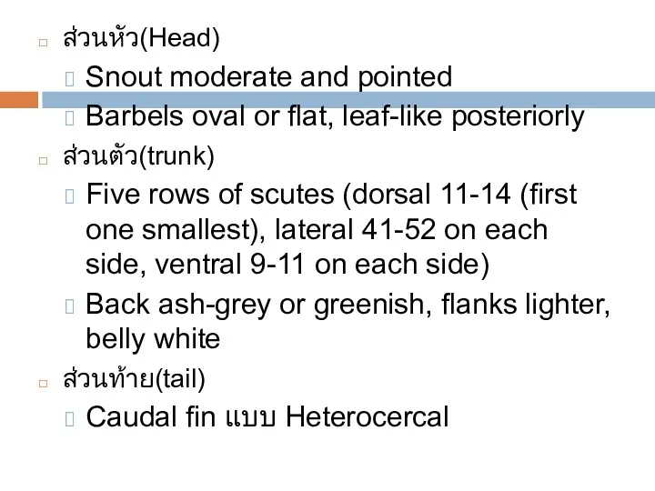 ส่วนหัว(Head) Snout moderate and pointed Barbels oval or flat, leaf-like posteriorly ส่วนตัว(trunk) Five