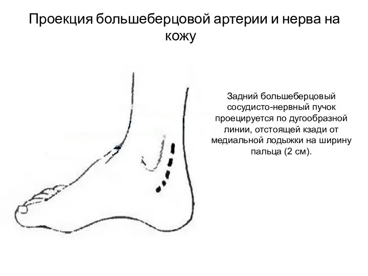 Проекция большеберцовой артерии и нерва на кожу Задний большеберцовый сосудисто-нервный