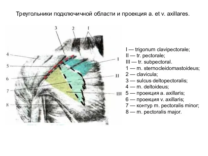 I — trigonum clavipectorale; II — tr. pectorale; III —