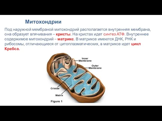 Митохондрии Под наружной мембраной митохондрий располагается внутренняя мембрана, она образует