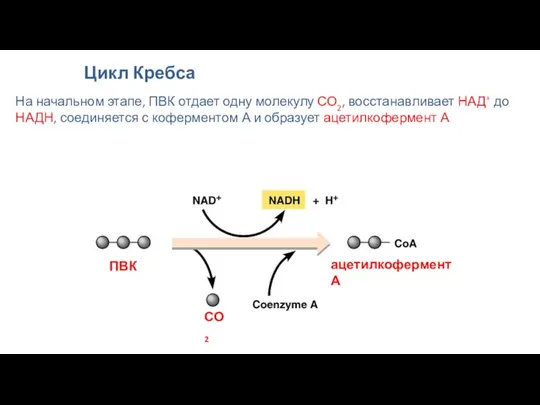 Цикл Кребса На начальном этапе, ПВК отдает одну молекулу СО2, восстанавливает НАД+ до