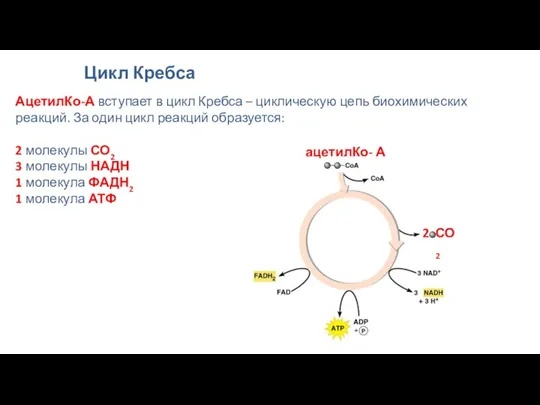 Цикл Кребса АцетилКо-А вступает в цикл Кребса – циклическую цепь биохимических реакций. За