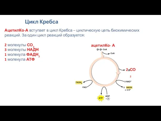 Цикл Кребса АцетилКо-А вступает в цикл Кребса – циклическую цепь