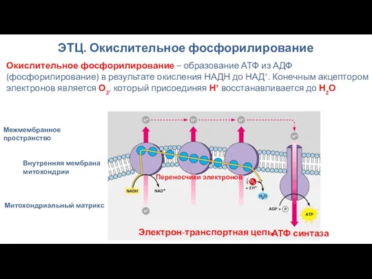 ЭТЦ. Окислительное фосфорилирование Окислительное фосфорилирование – образование АТФ из АДФ (фосфорилирование) в результате