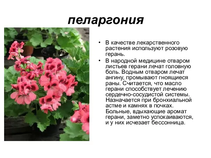 пеларгония В качестве лекарственного растения используют розовую герань. В народной медицине отваром листьев