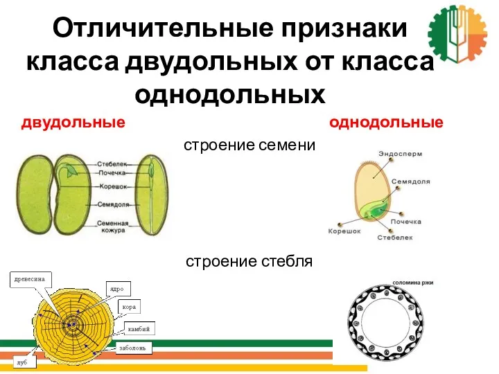 Отличительные признаки класса двудольных от класса однодольных двудольные однодольные строение семени строение стебля