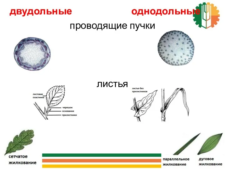 двудольные однодольные проводящие пучки листья