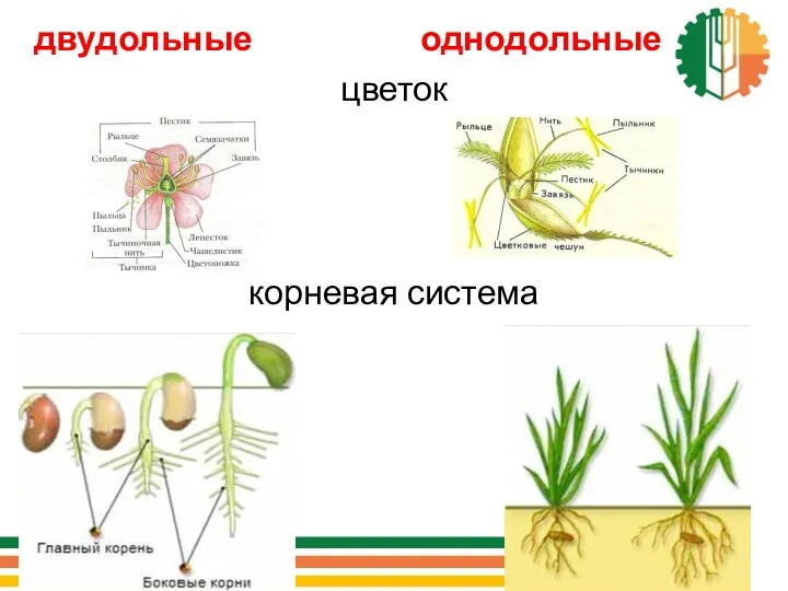 двудольные однодольные цветок корневая система