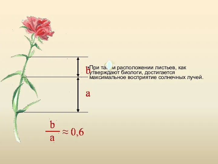 При таком расположении листьев, как утверждают биологи, достигается максимальное восприятие солнечных лучей.