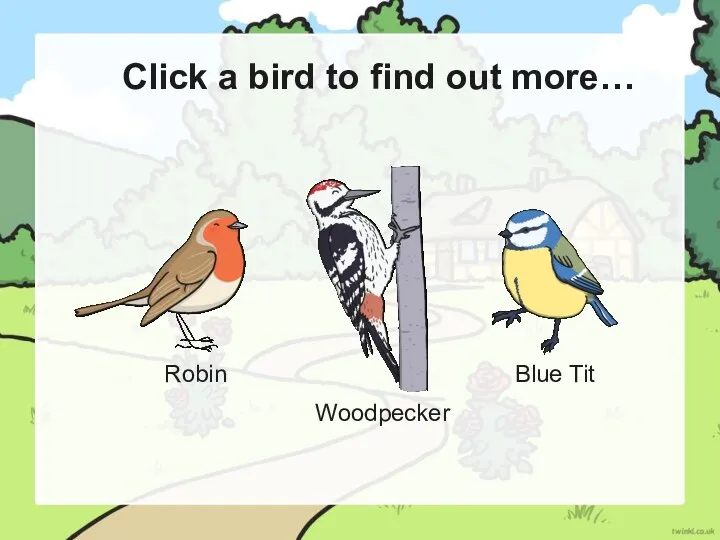 Click a bird to find out more… Robin Woodpecker Blue Tit