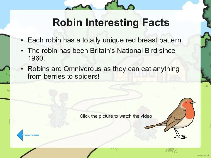 Robin Interesting Facts Each robin has a totally unique red