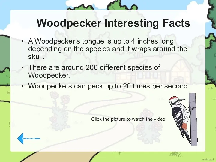 Woodpecker Interesting Facts A Woodpecker’s tongue is up to 4