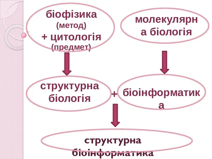 + структурна біоінформатика біоінформатика структурна біологія біофізика (метод) + цитологія (предмет) молекулярна біологія