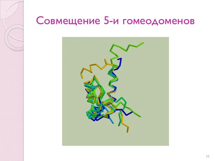 Совмещение 5-и гомеодоменов