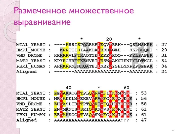 Размеченное множественное выравнивание