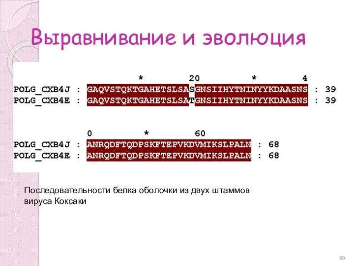 Выравнивание и эволюция Последовательности белка оболочки из двух штаммов вируса Коксаки