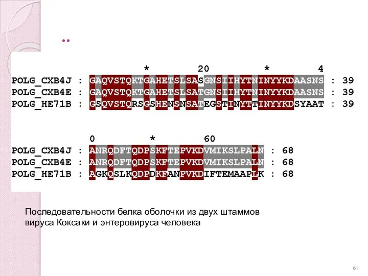 .. Последовательности белка оболочки из двух штаммов вируса Коксаки и энтеровируса человека